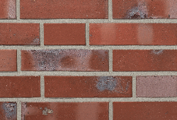 в Санкт-Петербурге титл  купить по низкой цене в Спб альт